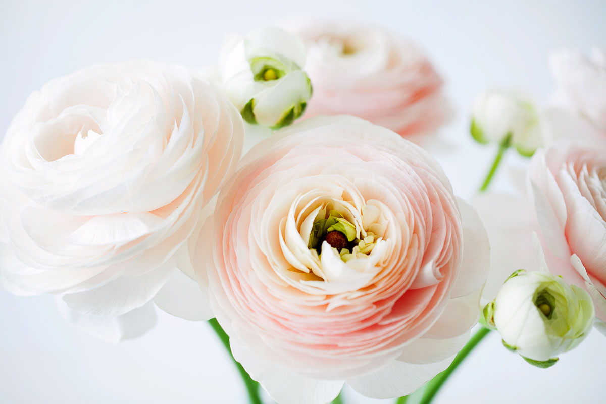V&aring;rblommor-Ranunkel.jpg